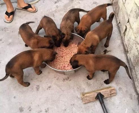 两个月大的马犬一天喂食次数与饲养管理指南