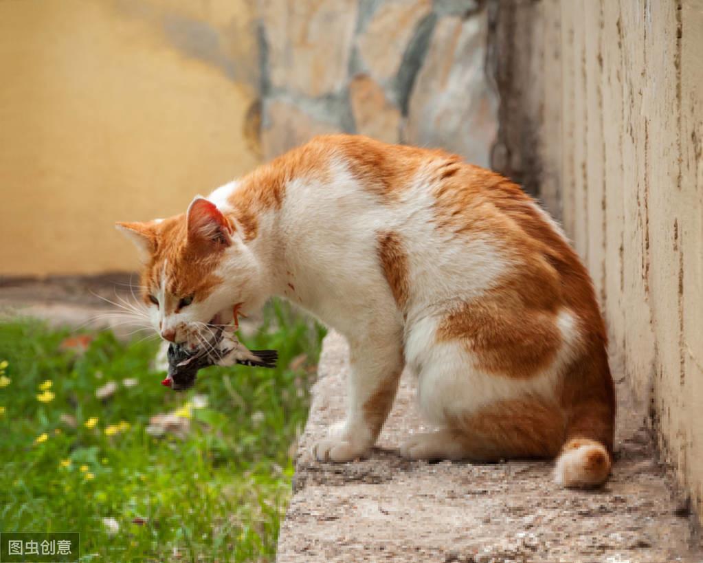 四个月的猫饮食指南，了解猫咪的营养需求和饮食安排