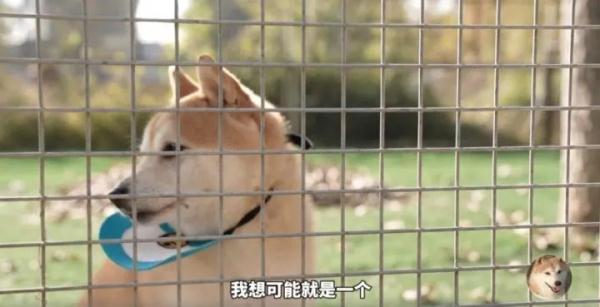 两个月大的柴犬，活泼、好奇与成长之路