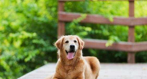 三个月金毛犬的饮食指南，干狗粮的选择与喂养注意事项