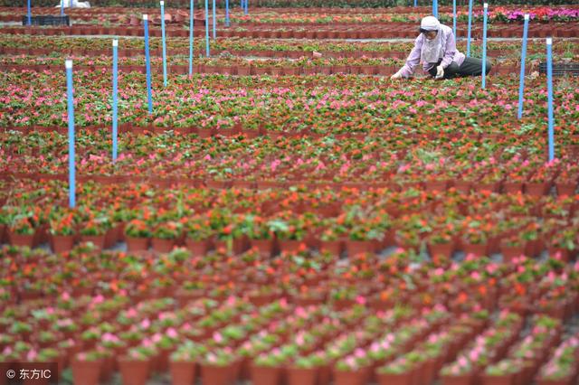 广东省花卉基地，繁荣的花园与生态经济的引擎