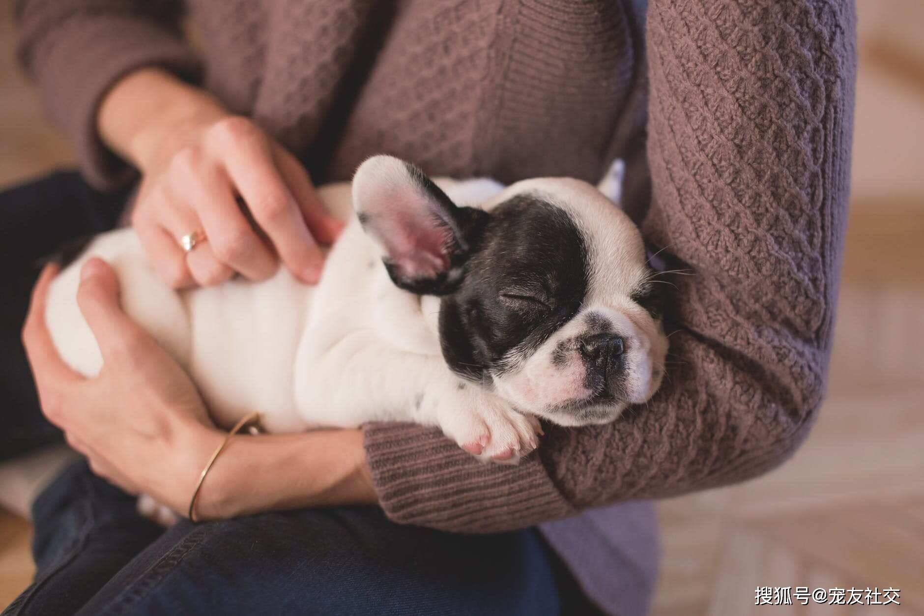 两个月大的狗狗开始认识人，探索幼犬社交能力的奥秘