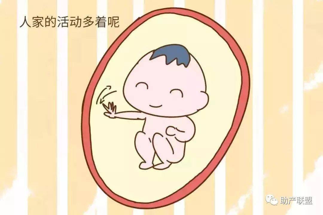 孕两个月会有胎动吗？——孕早期胎动的探索与理解