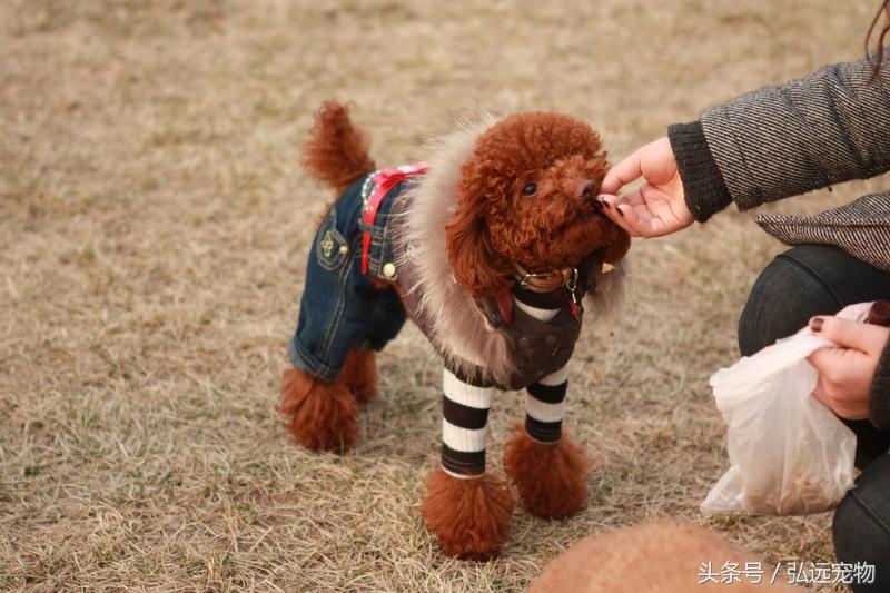 四个月的泰迪犬的饮食指南，一天应该吃几顿？