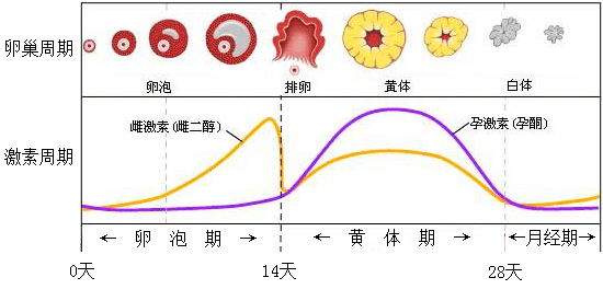 每个月痛经正常吗？解读女性生理周期中的常见问题